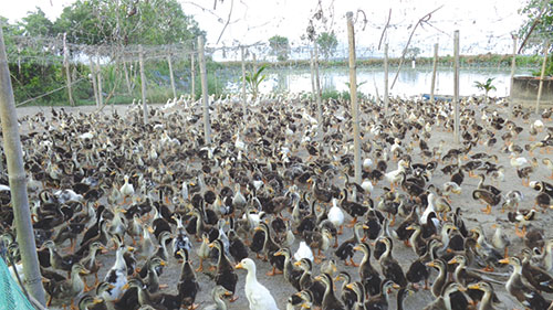 [-]Xuất[-]hiện[-]loại[-]"cám[-]trộn[-]đá"[-]ở[-]Bình[-]Thuận[-](?!)
